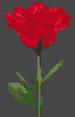 Red Rose Flower Cross Stitch Kit