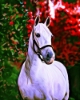 Picture of White Horse with Red Tree Printed Cross Stitch Kit by Figured Art