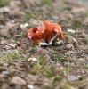 Picture of Sleepy Fawn Needle Felting Kit