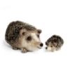 Picture of Happy Hedgehogs Needle Felting Kit