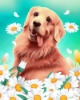 Picture of Golden Retriever and Daisies  Printed Cross Stitch Kit by Figured Art