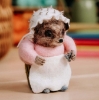 Picture of Mrs Tiggy-Winkle Ironing Needle Felting Kit