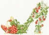 Picture of Strawberries and Cream - (Sally King Shoes) Cross Stitch Kit By Bothy Threads