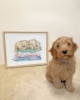 Picture of A Pup Life (Wrendale Designs) Cross Stitch Kit By Bothy Threads